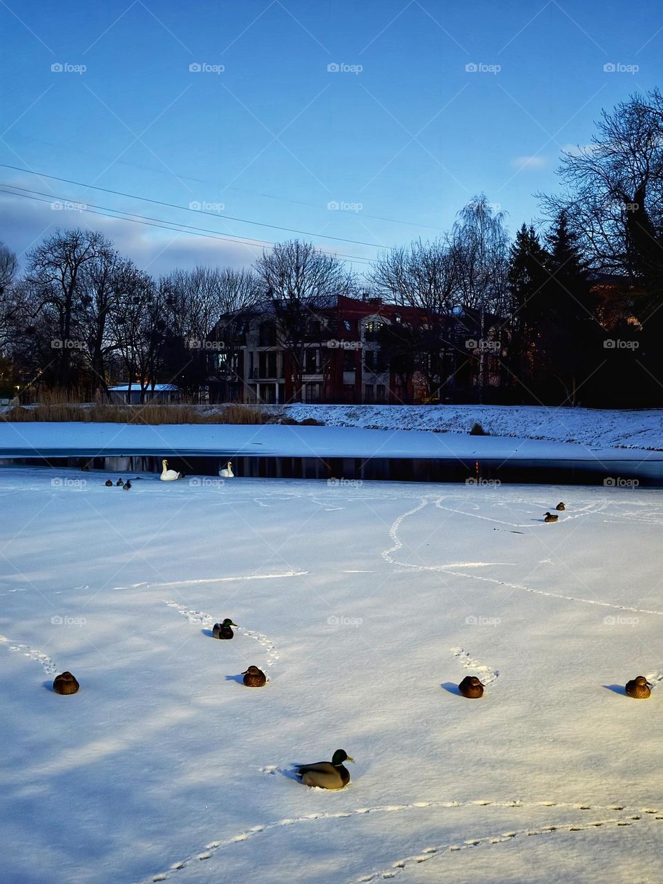 A quiet gathering of swans and ducks on a wintery lake 🦢