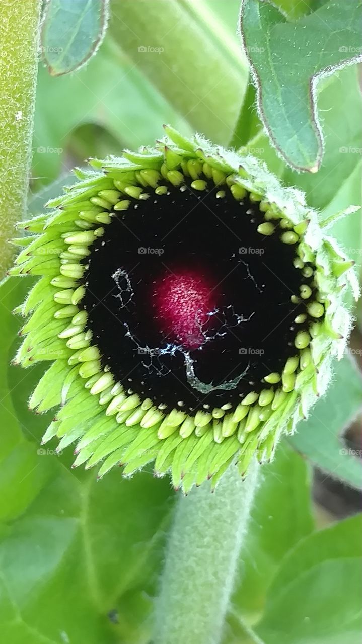 Flora, Nature, Leaf, Flower, No Person