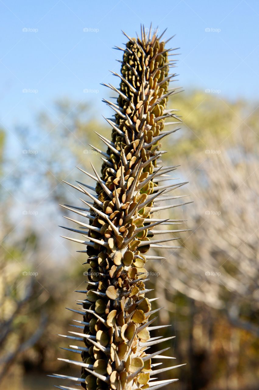 Cactus 