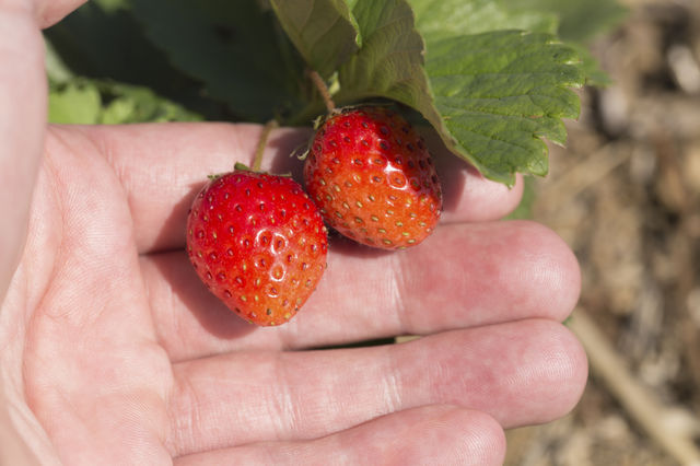 Strawberry