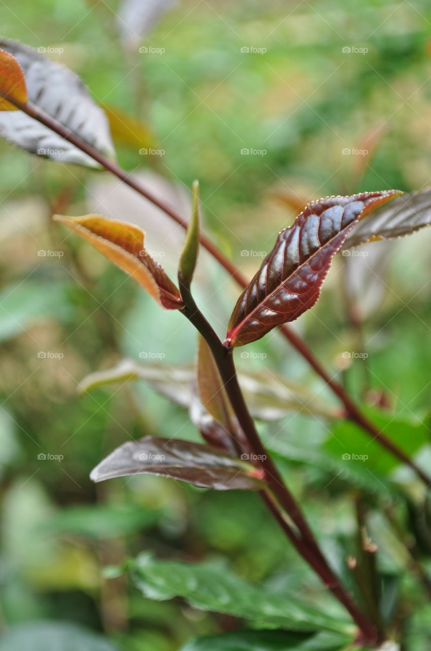 Purple tea leaves in sri lanka
