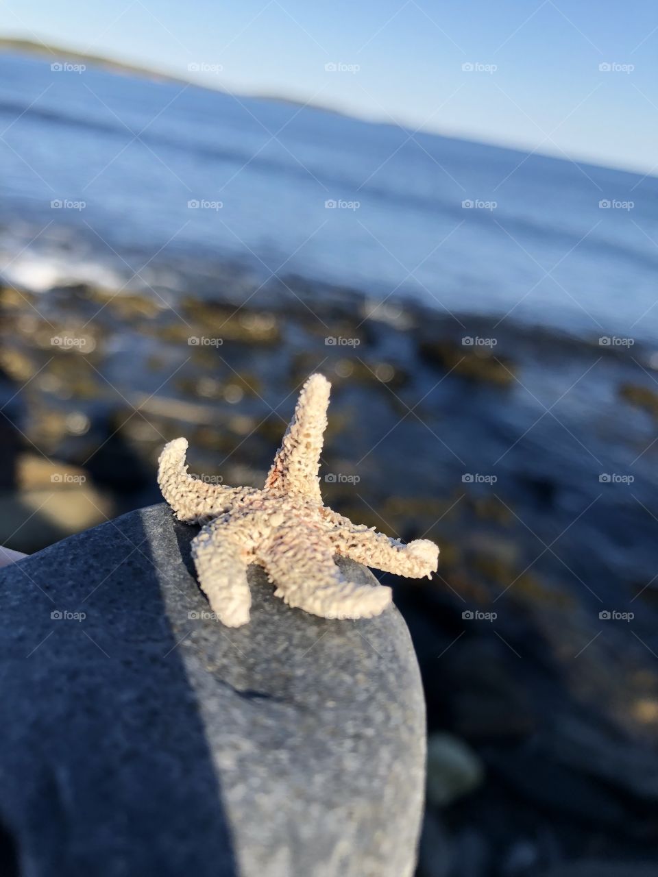 Beautifully shown how the cycle of the life of a starfish is and how it may end