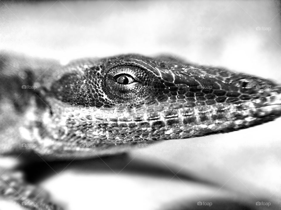 Anole Lizard Face