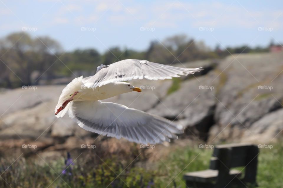 Seagull flying away 