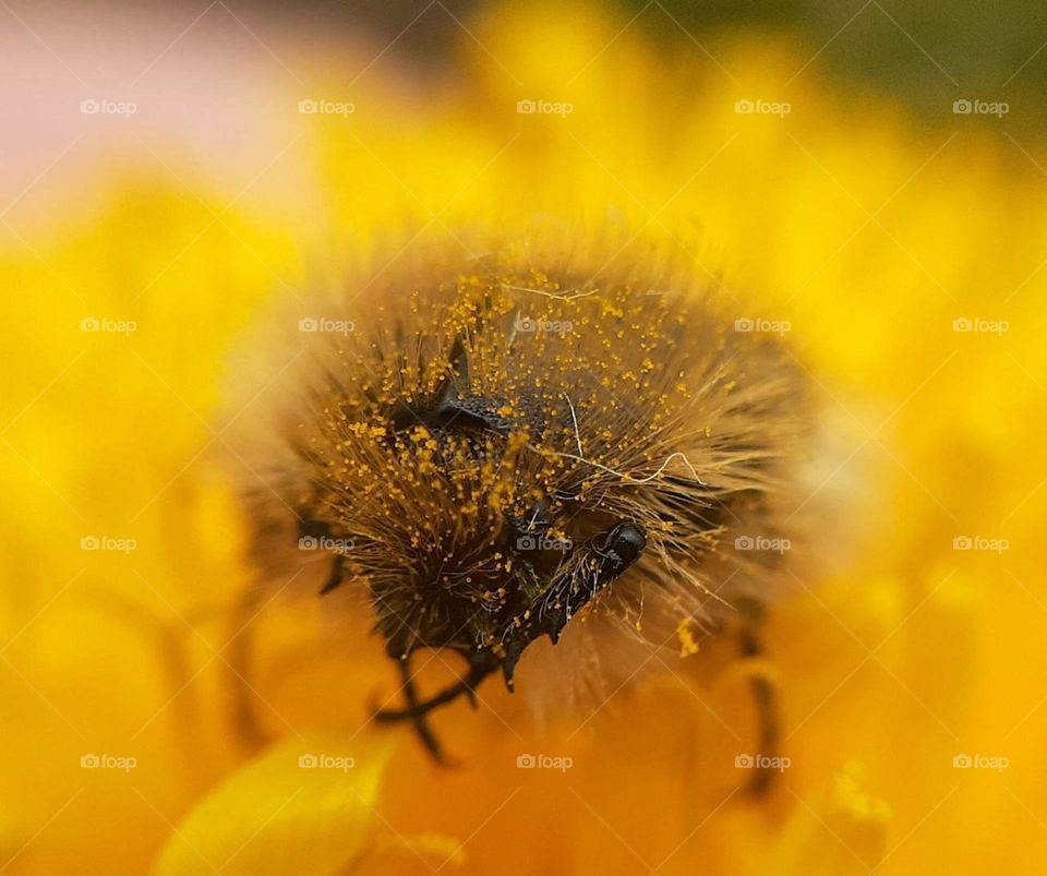 photo of a shaggy beetle with big eyes sitting in yellow pollen in a dandelion flower