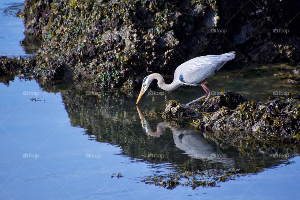 Great blue heron with reflection