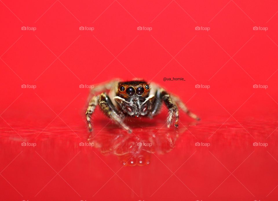 Jumping Spider with reflection on colorful background 🕸🕷