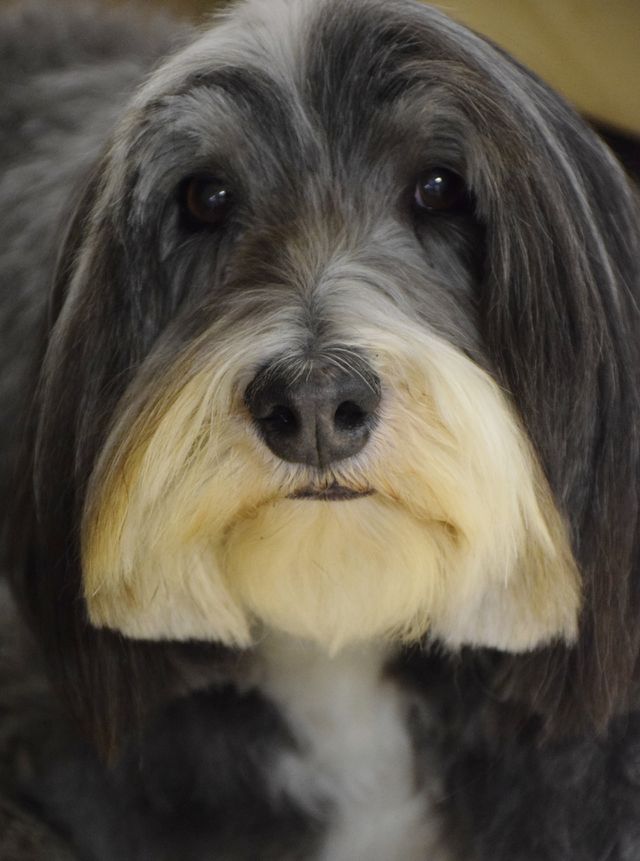 Cosmo
