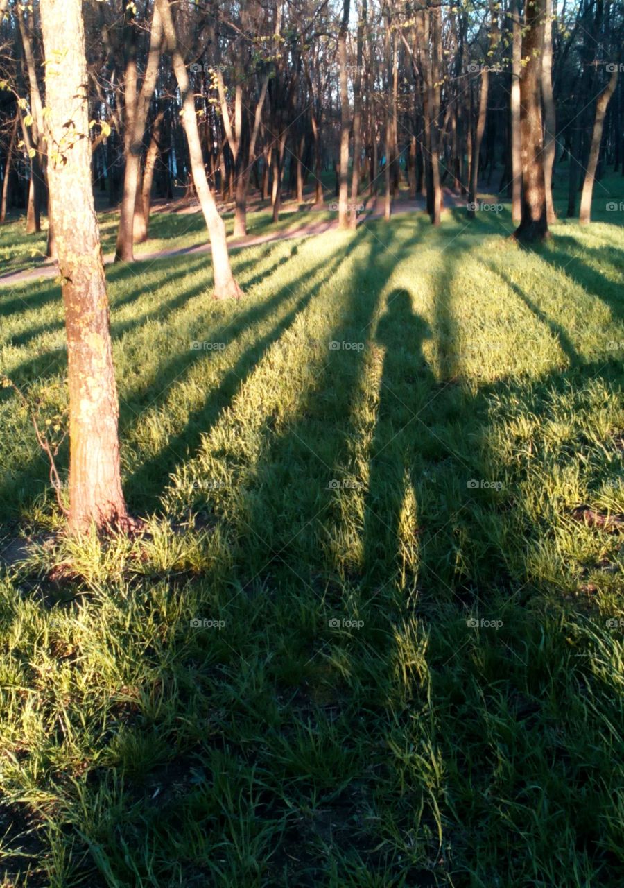 No Person, Nature, Wood, Landscape, Grass