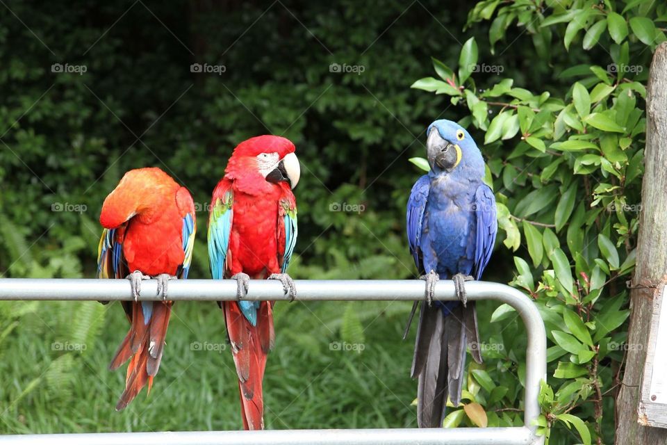 Macaws on The Road to Hana in Maui, Hawaii.
