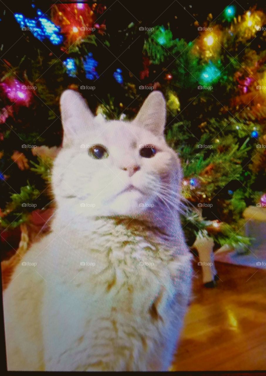 Kitty sitting in front of Christmas Tree.