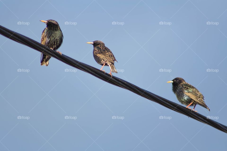 The starling is a beautiful songbird.