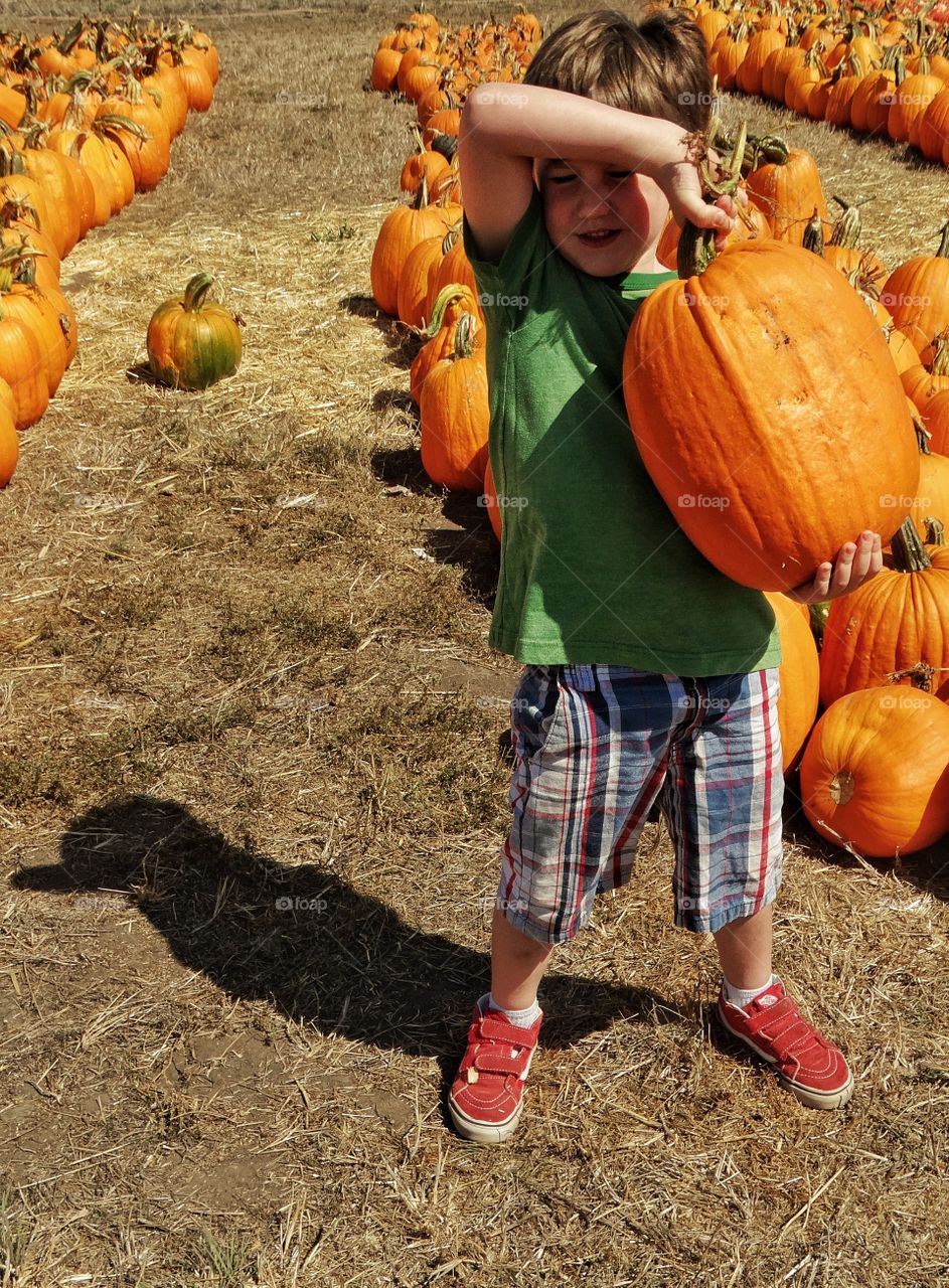 Pumpkin Patch. Boy Carrying A Large Pumpkin
