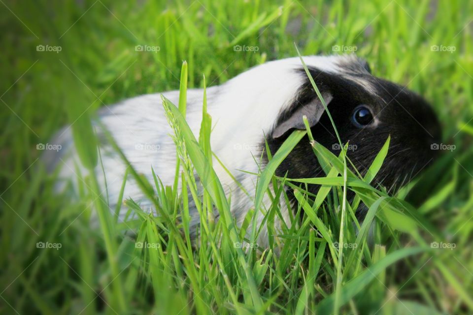 nothing more natural than being out in the grass on a summers day.