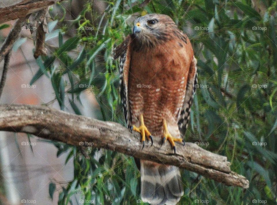 Coopers Hawk