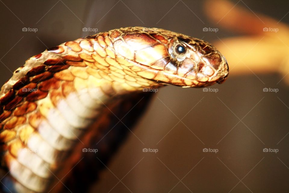 Snake in Uganda
