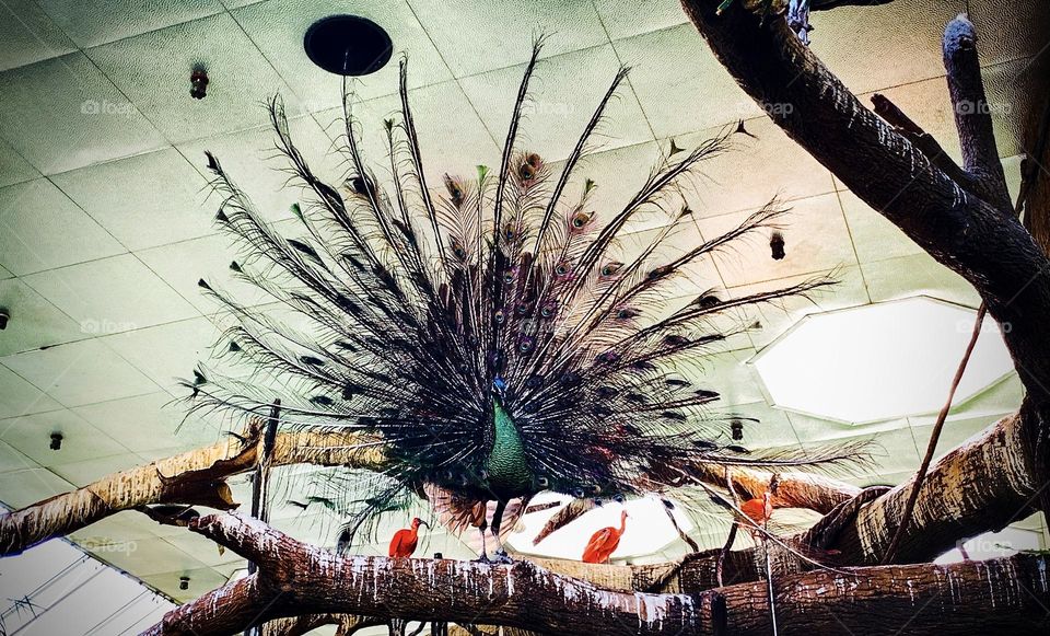 Peacock at Central Park Zoo