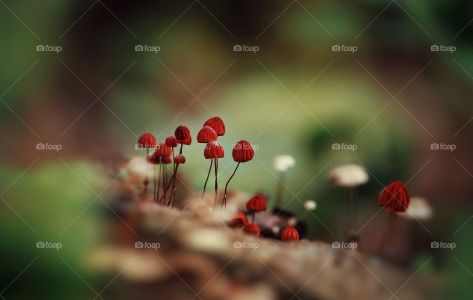 red cap mushrooms