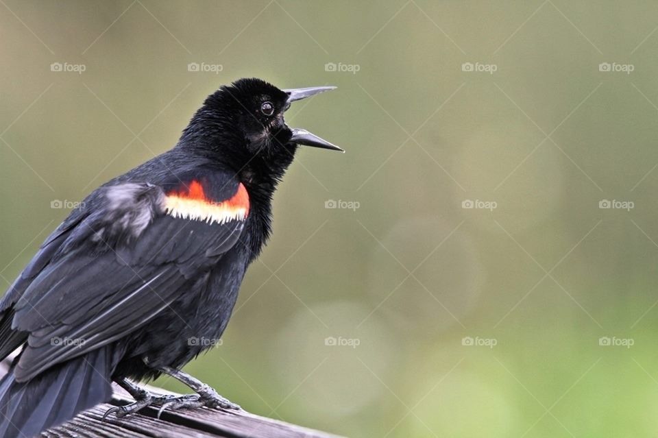 Red winged Black Bird