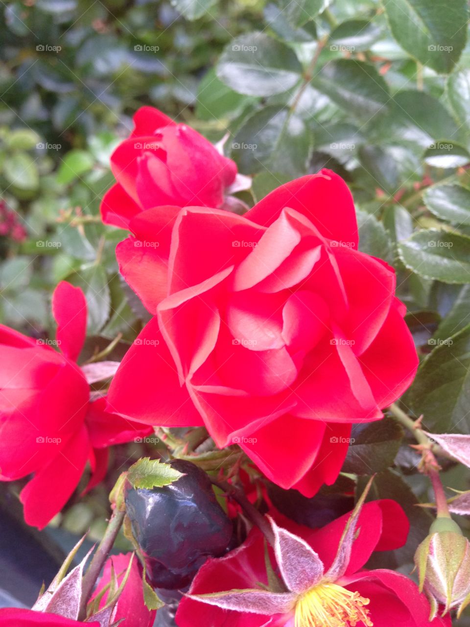 Rose Red 