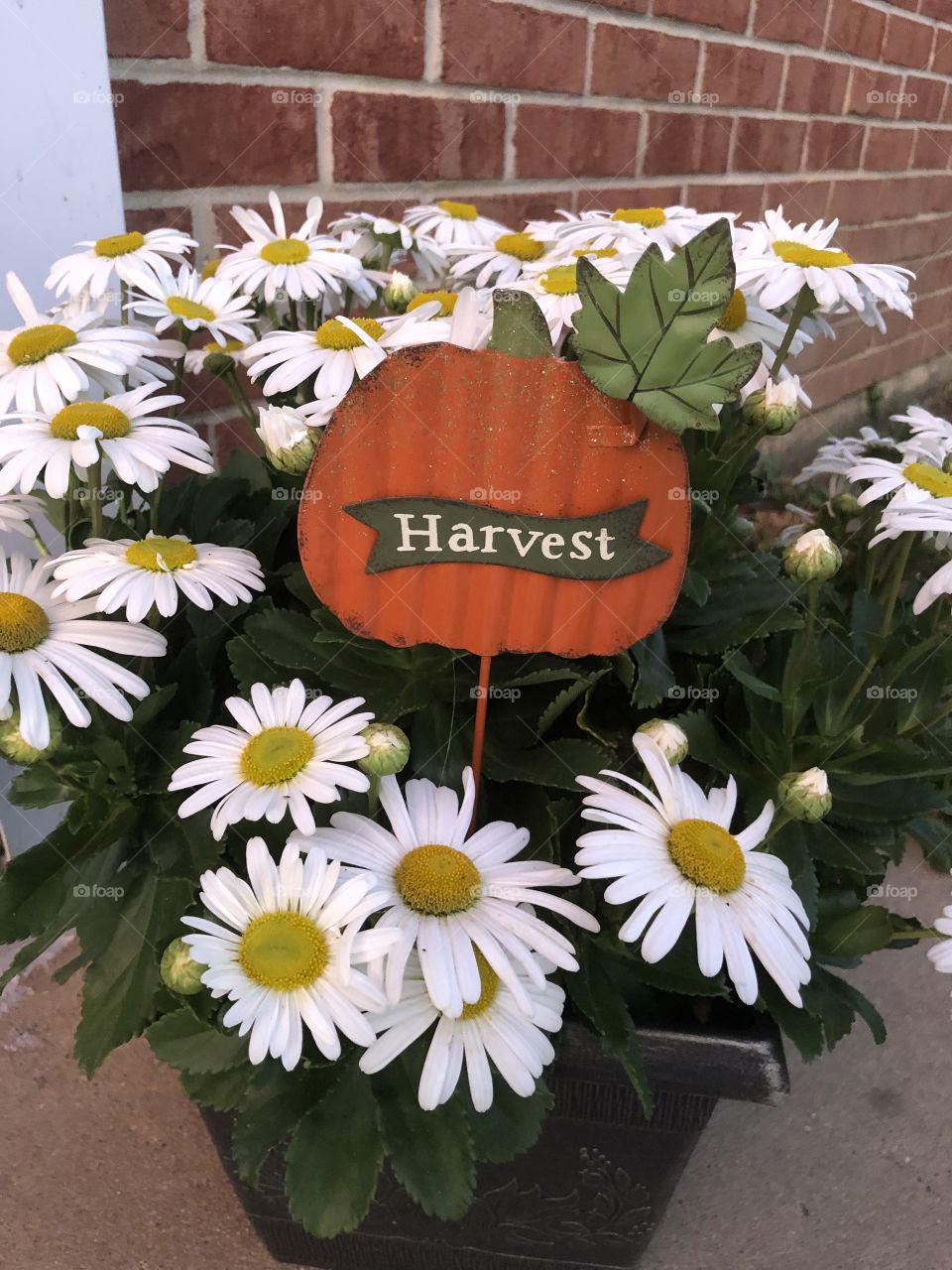 White mums harvest time fall decoration 