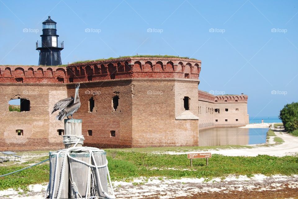 Building lighthouse pelican