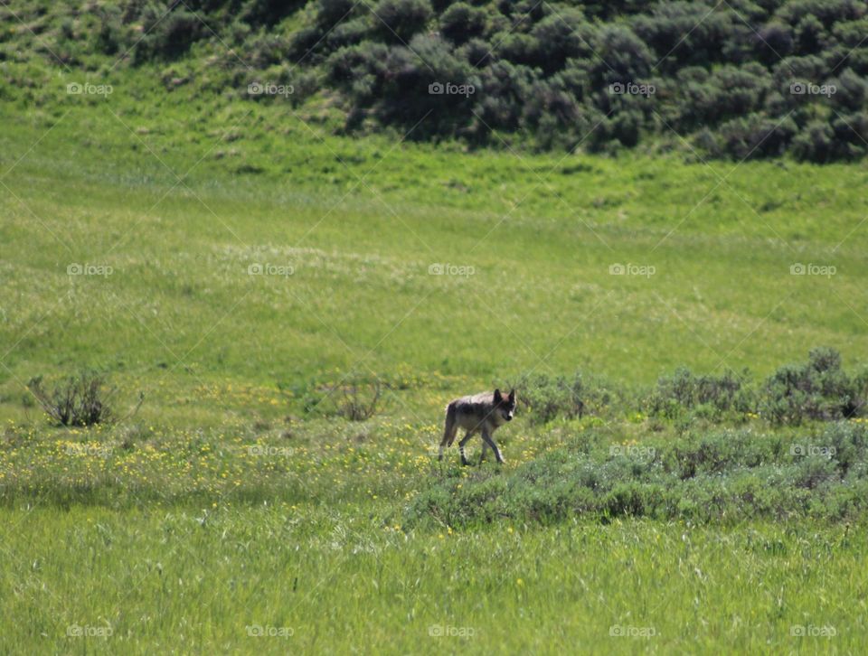 Wild wilderness outdoors hiking summer wolf