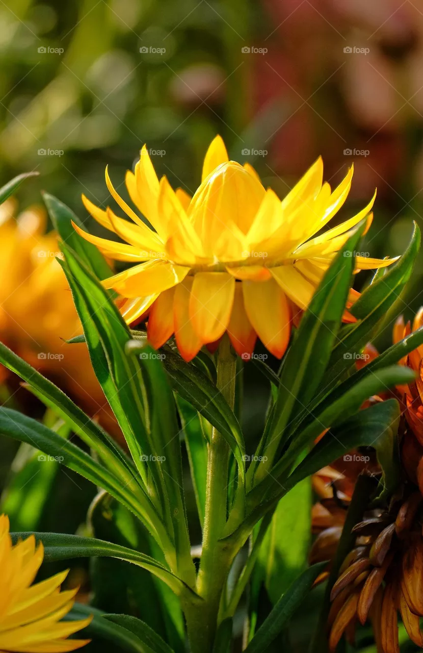 yellow flower