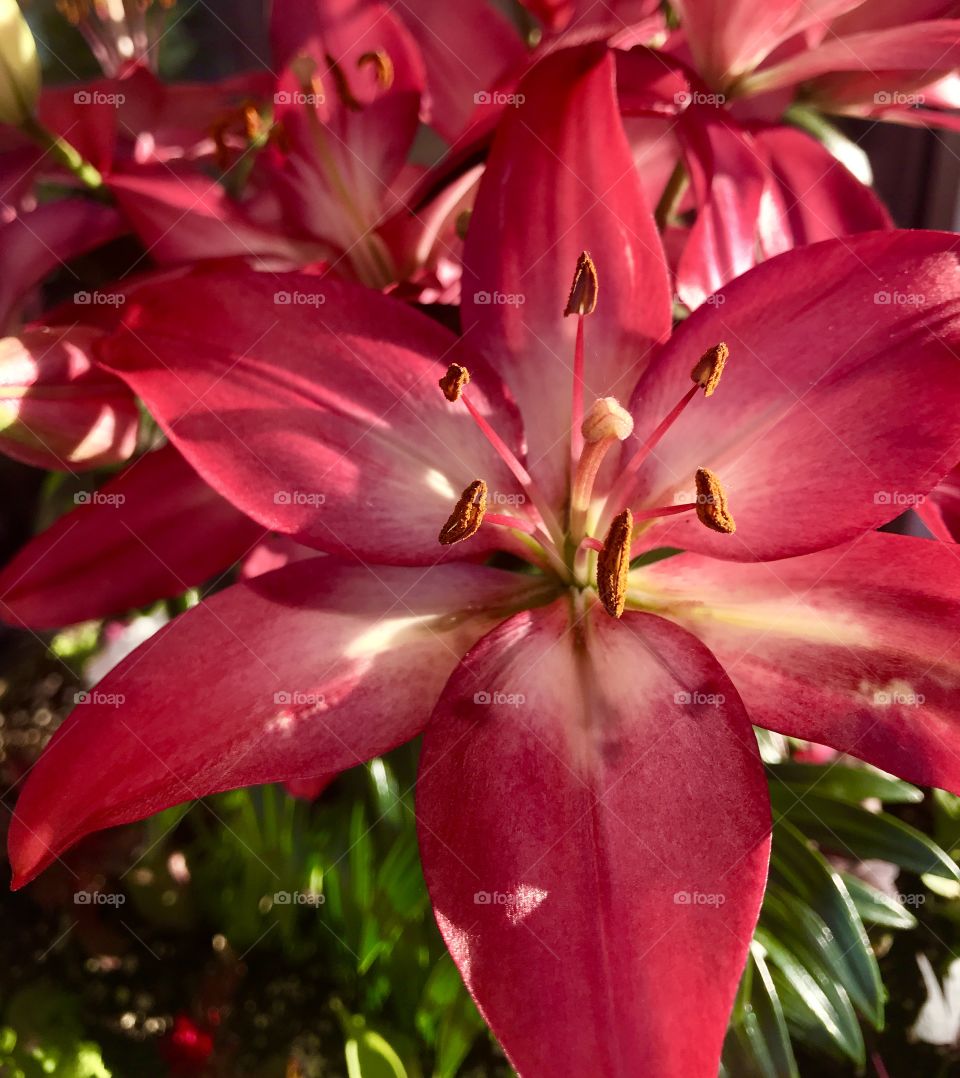 Pink lily—taken in Schererville, Indiana 