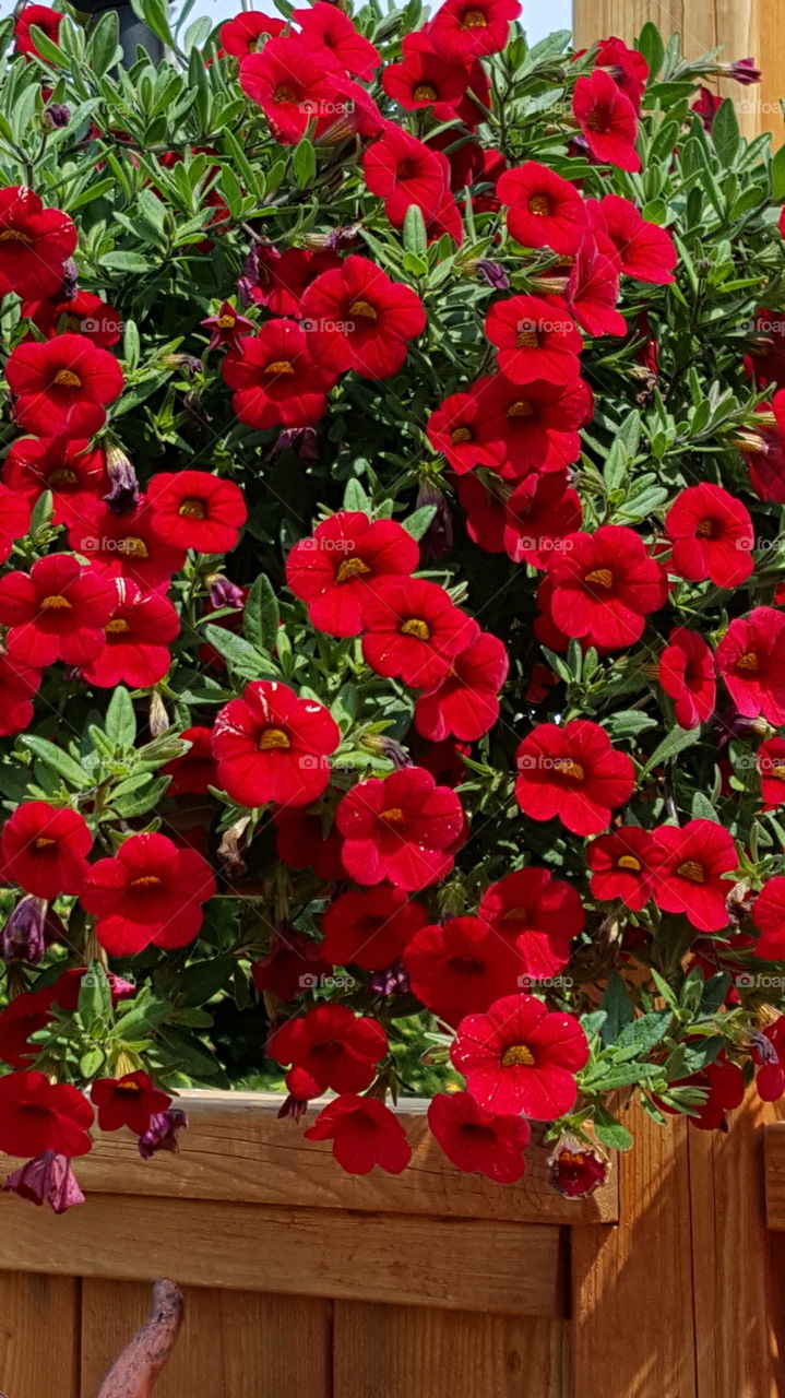 Red Flowers. a little color added to my mom's deck today!!