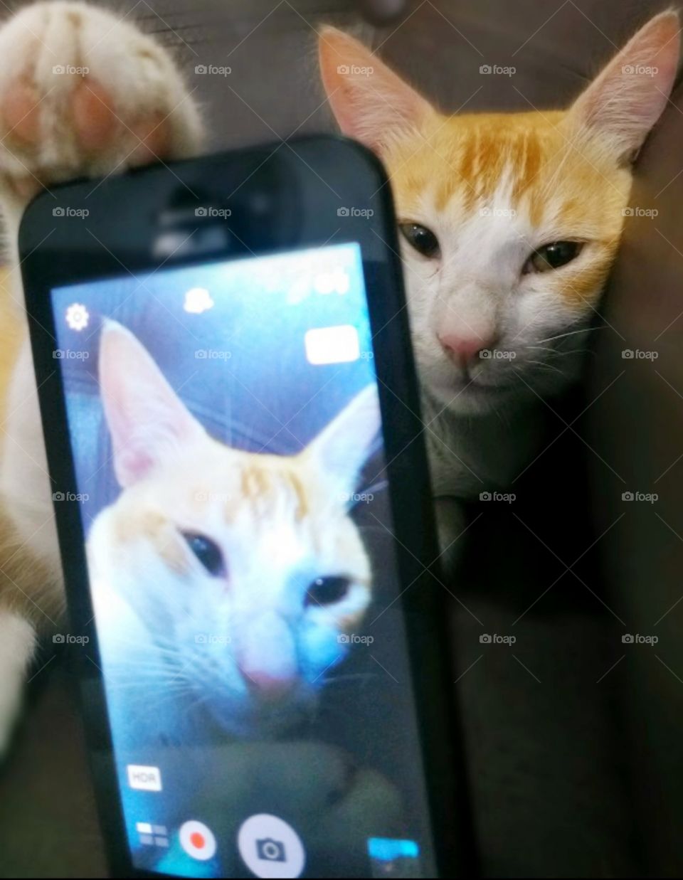 This is how ginger face to the selfie.