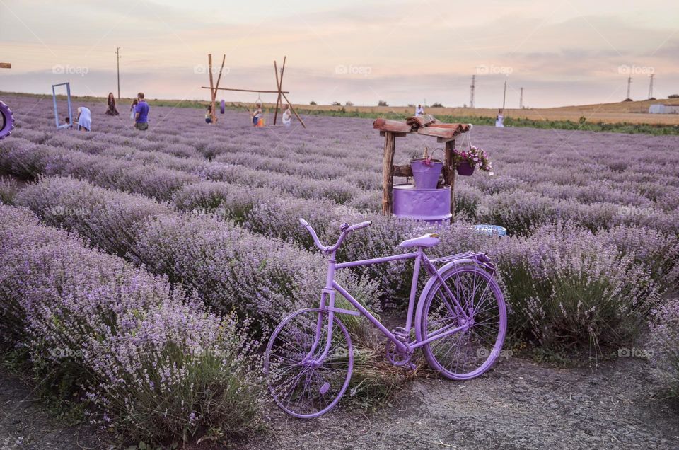 Bicycle in lavender fields