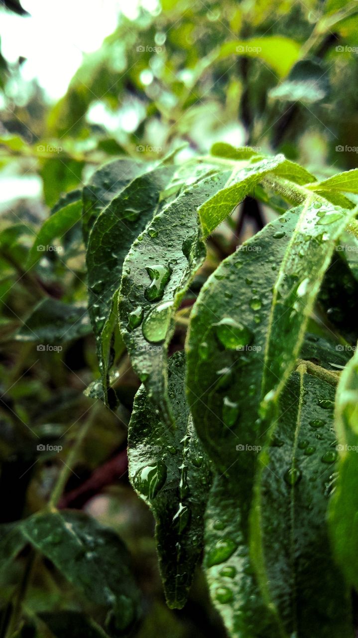 leaf with water drops