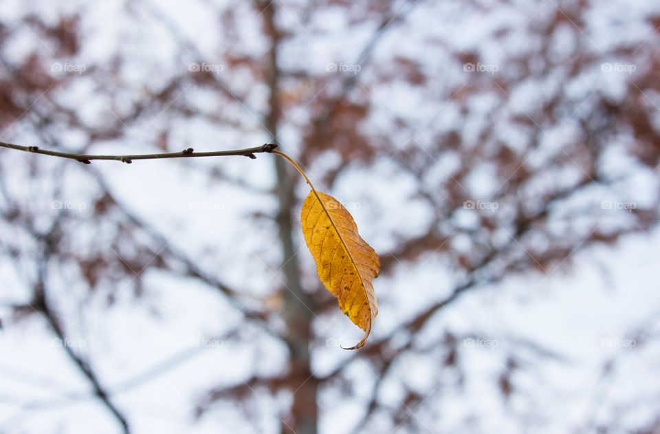 The last leaf