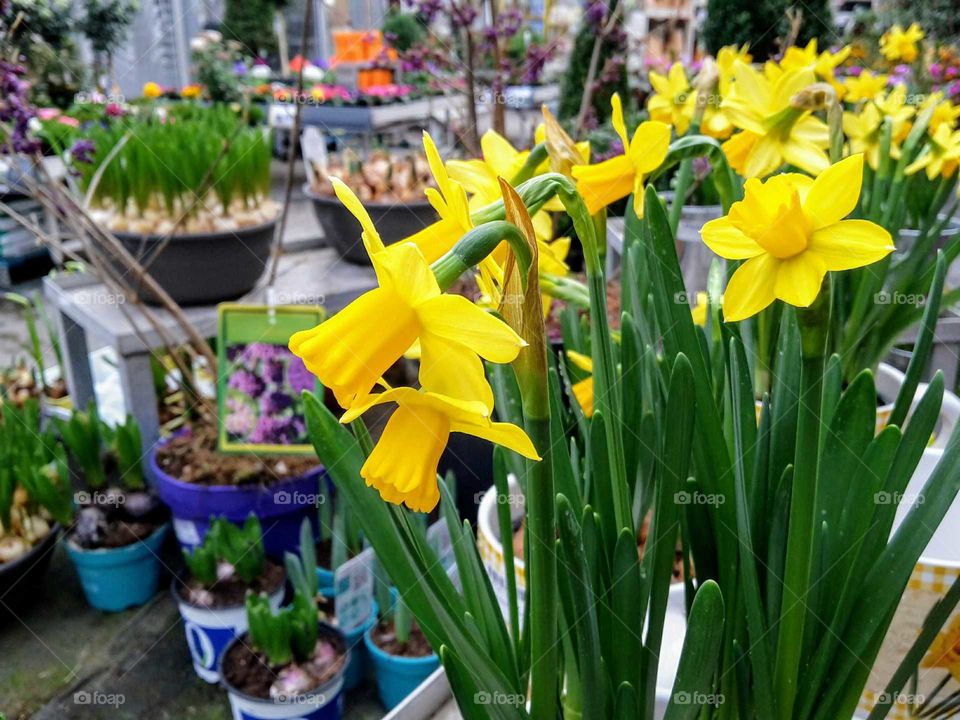 yellow daffodils in a horticulture