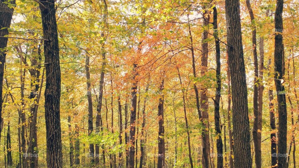 Fall-Deep Woods