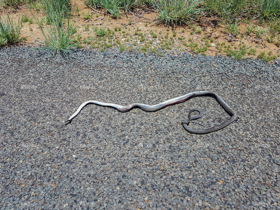 Black mamba dead on the side of the road
