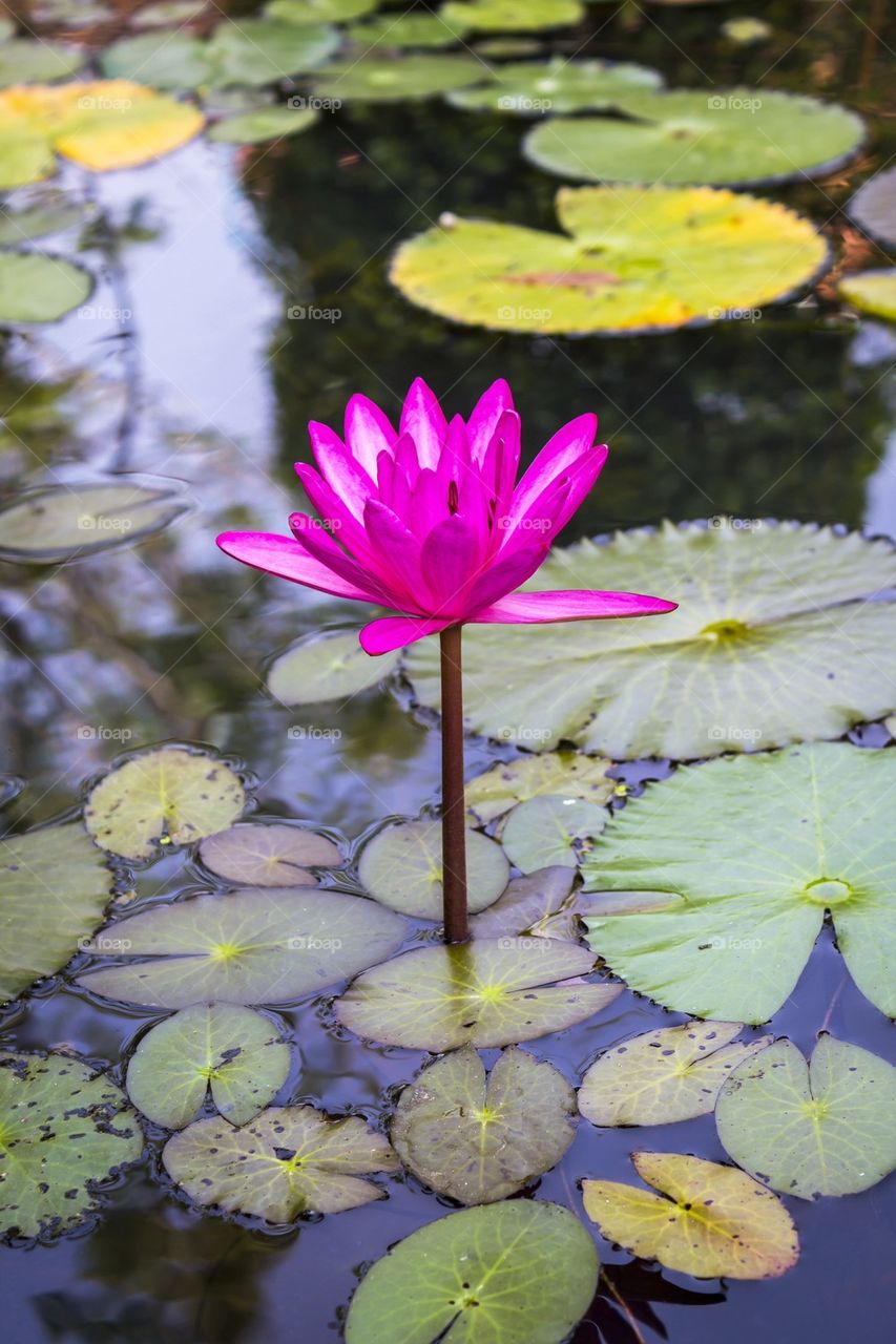 Pink lotus