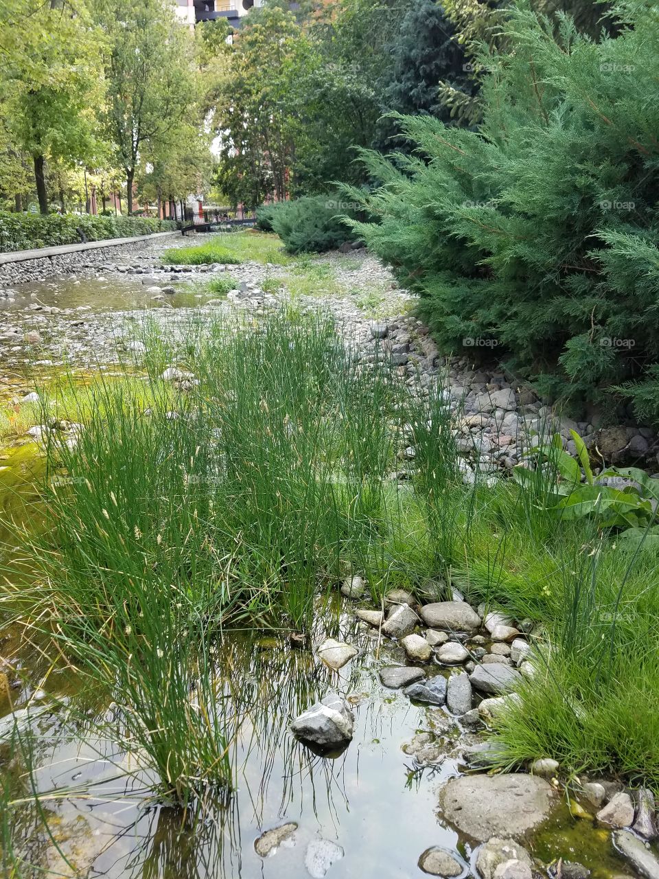 tall grass in a small stream in the dikman vadesi park in Ankara Turkey