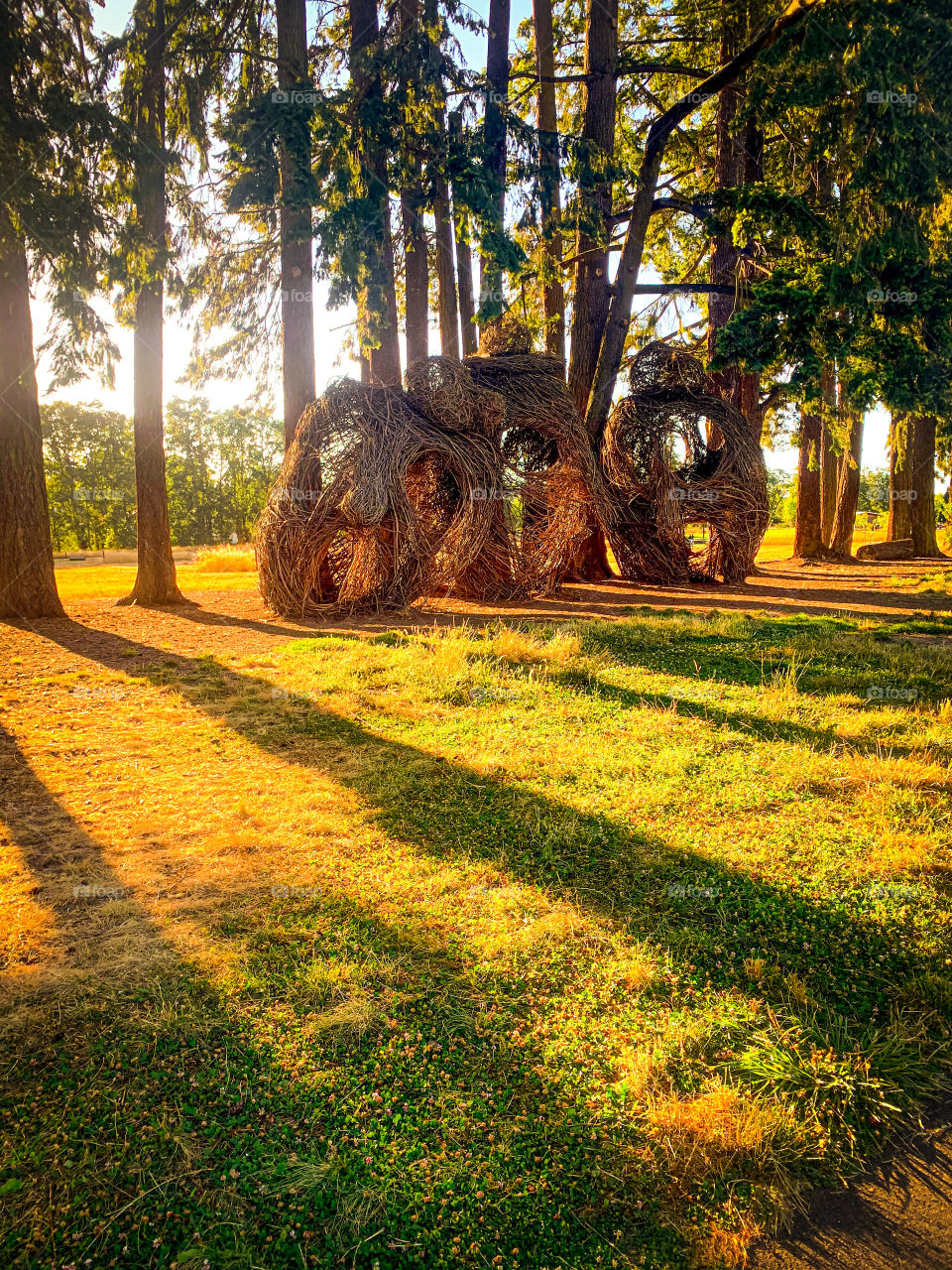 Twig And Branch Bundles in Corvallis Oregon. A quiet retreat from the rioting and looting in the streets just a few blocks away. A piece of 2020 that was left intact.