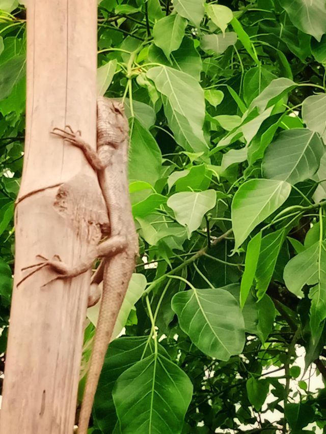 Claver Lizard