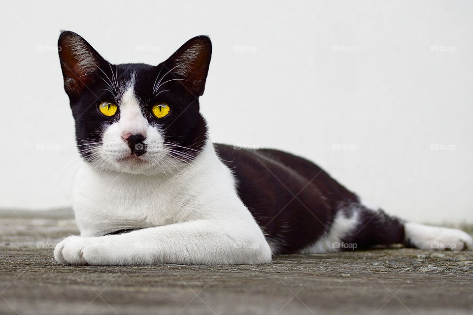 Domestic cat sitting outside