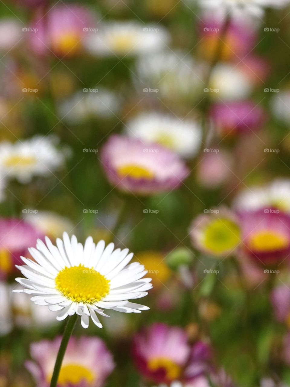 The beauty of flowers