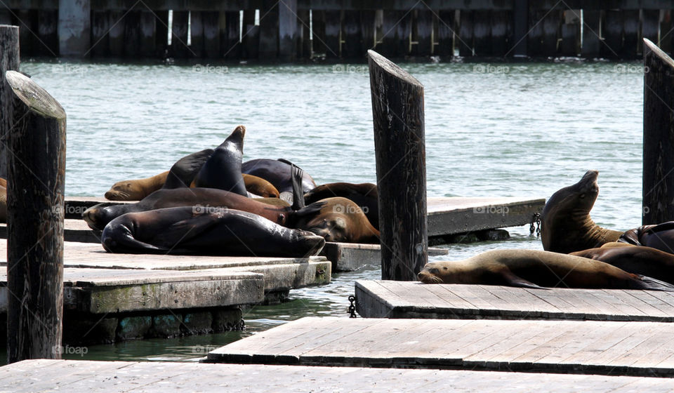  Seals are in San Francisco 