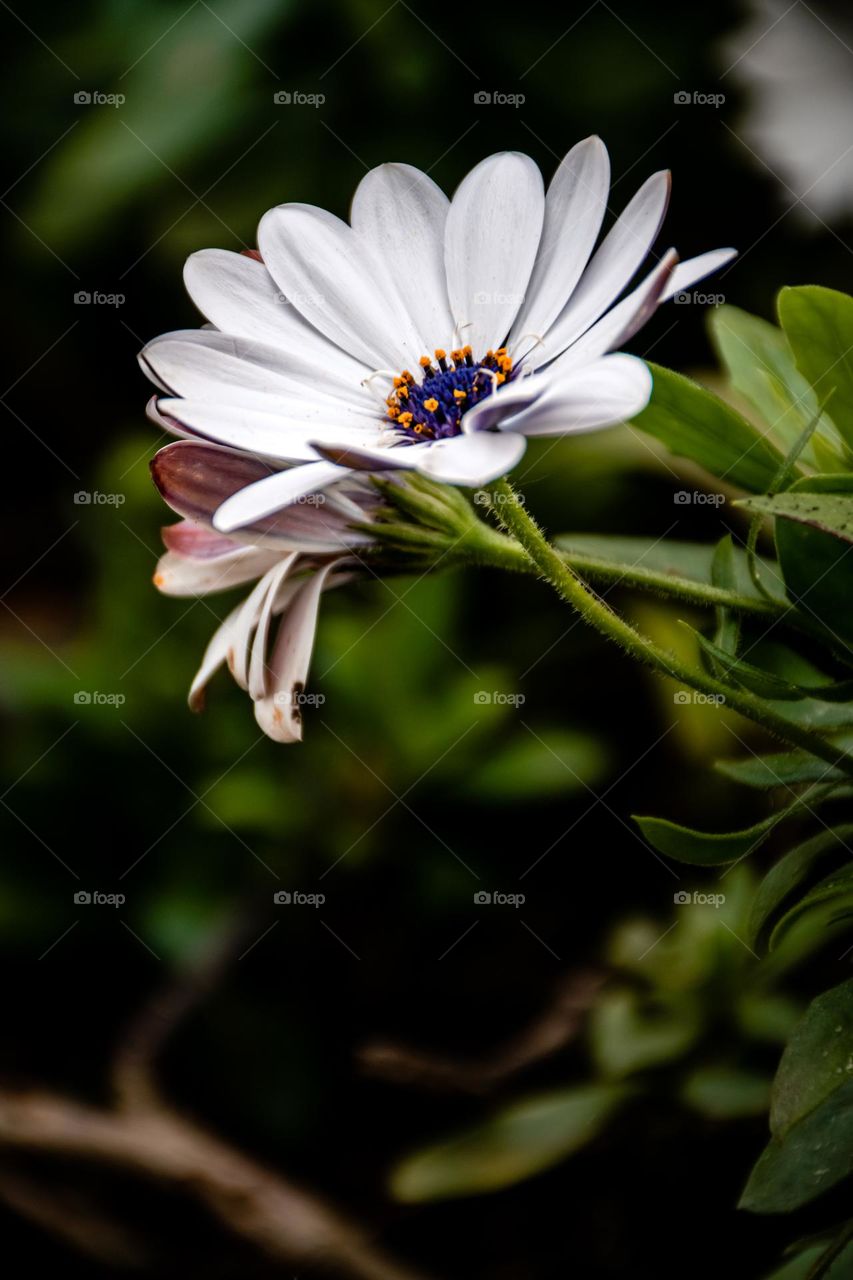 Flowers in the garden