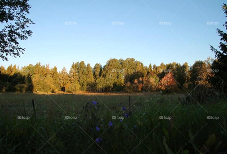 Autumn morning