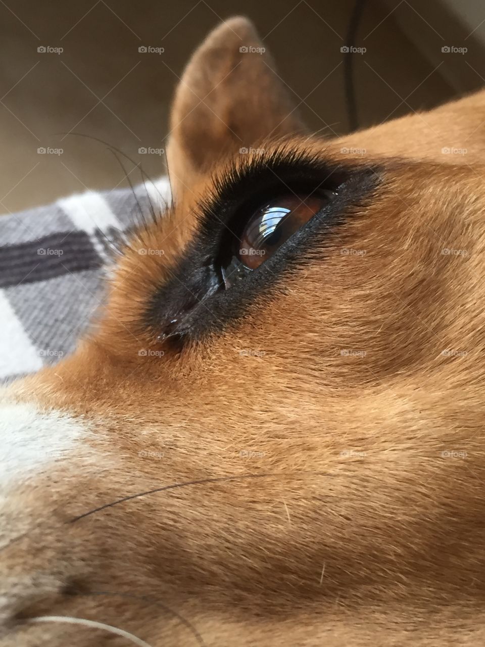 Beagle's eyes are just as cute as their ears 😋