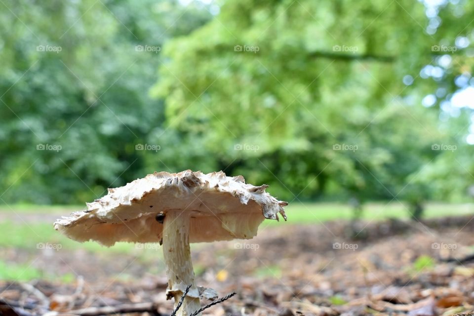 Mushroom growing outside 