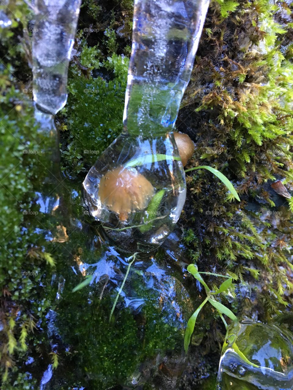 Icy mushroom