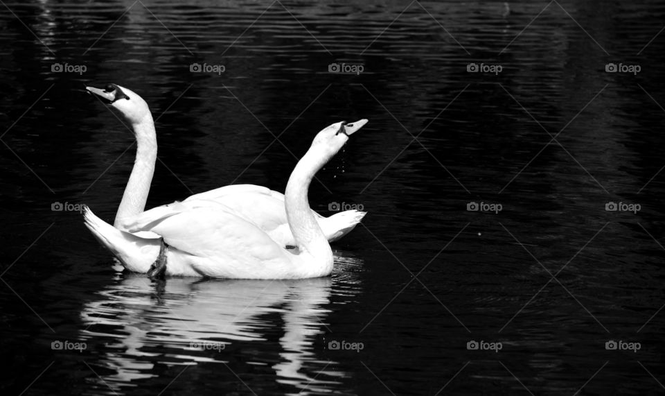 two swans. swans from nobosibirsk zoo